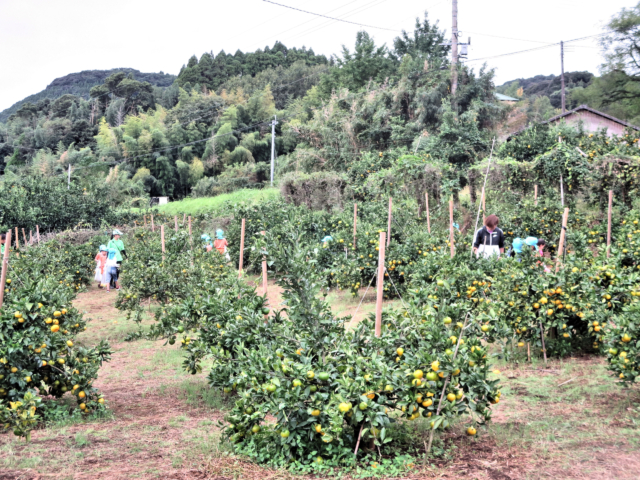 みかん狩りに行って来たよ