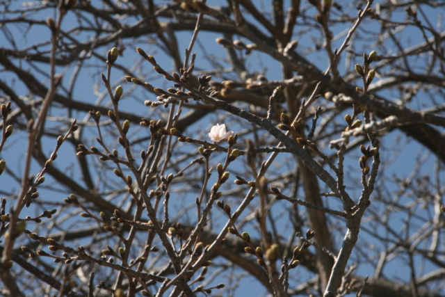 ようやく一輪咲きました